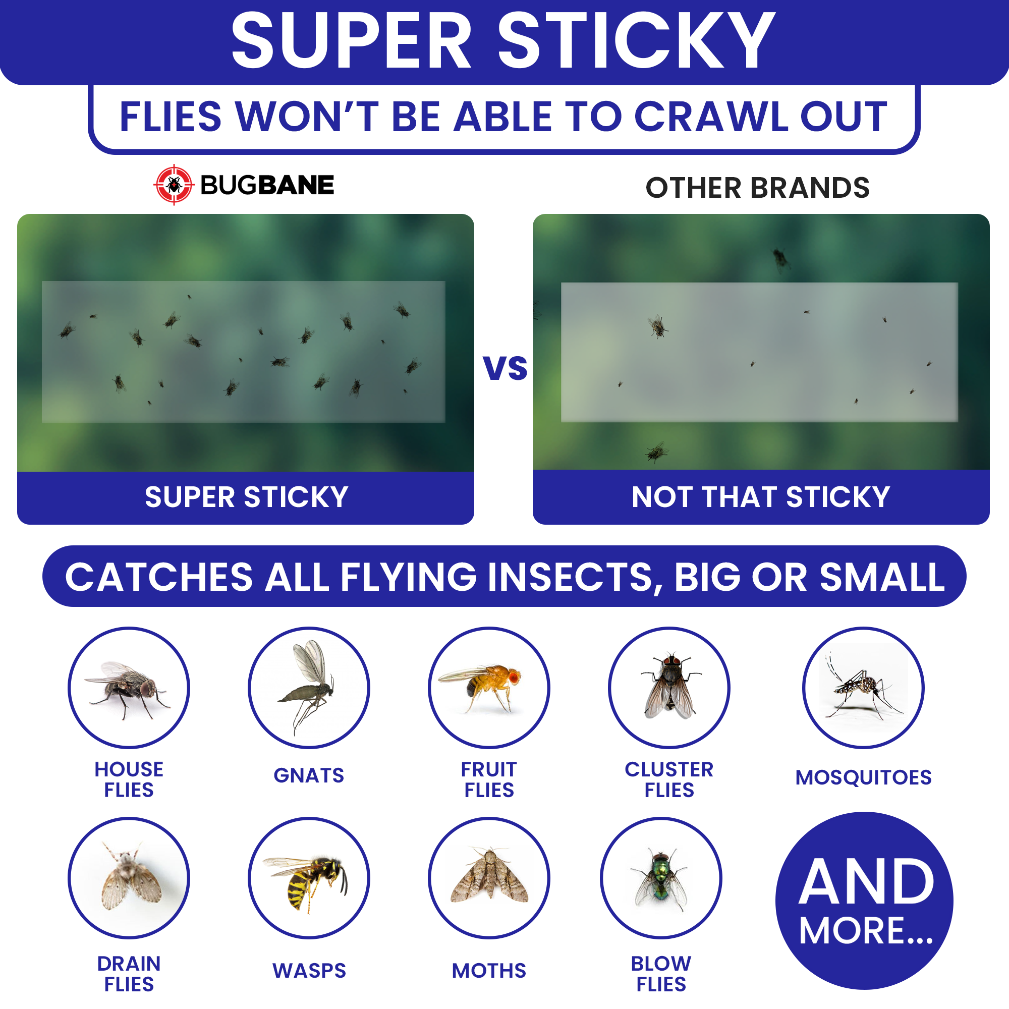 20250221 - WinFly Secondary Image 1